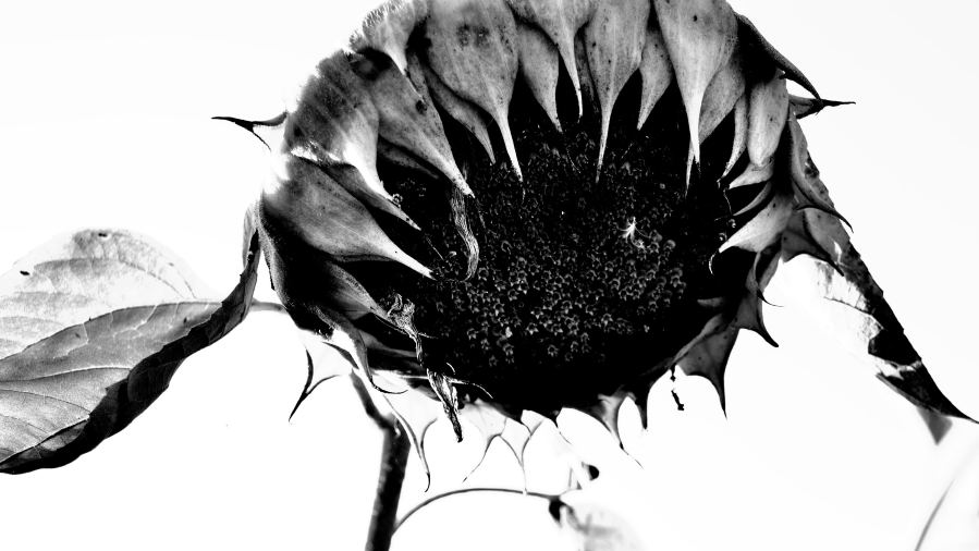 Sunflower - Austria